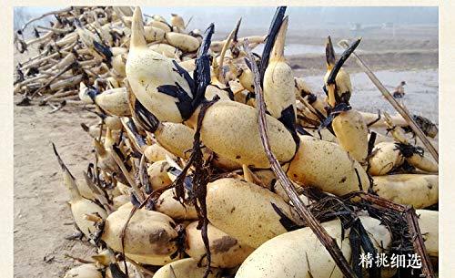 West Lake Lotus Root Powder,Chinese Lotus Root Starch,350g,12pcs,西湖藕粉 (Pure) - Mighty Depot