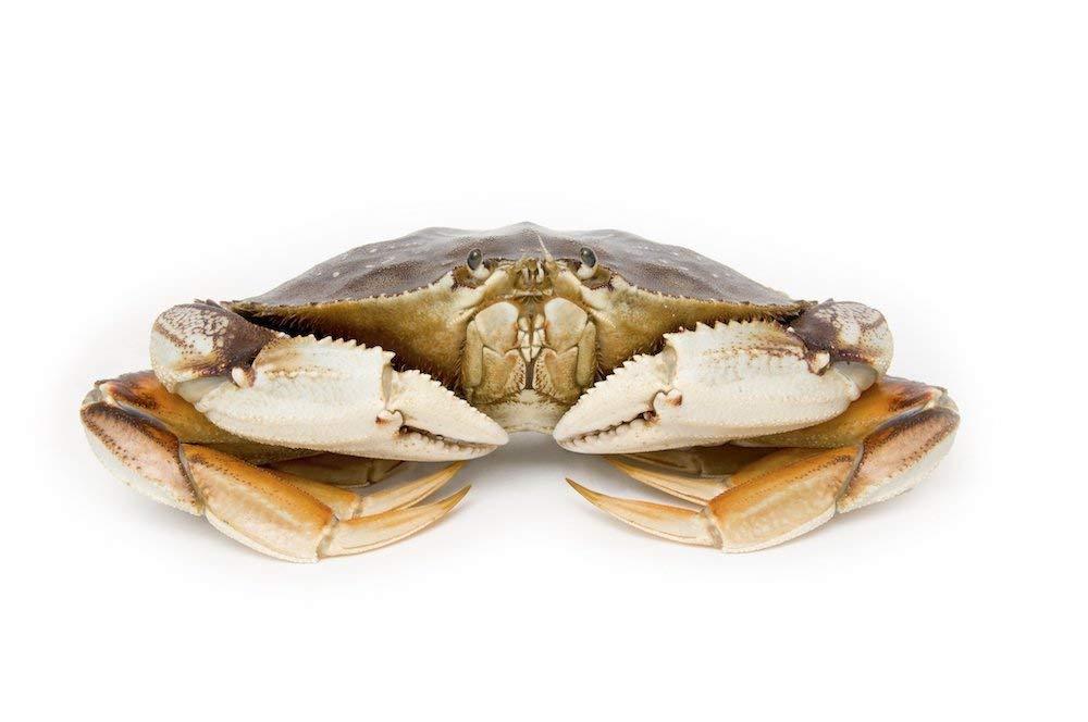 Live Dungeness Crab - Mighty Depot