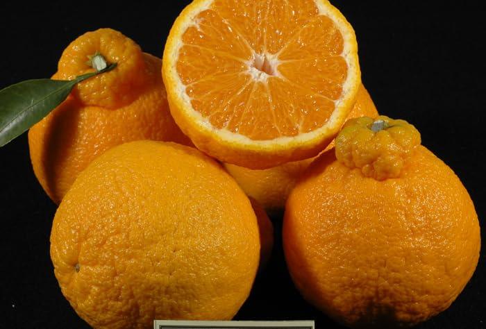 HAIO Jeju Hallabong Tea, Korean Tangerine Tea, 2.2 Pounds per Jar (1 kg), 1 Jar - Mighty Depot