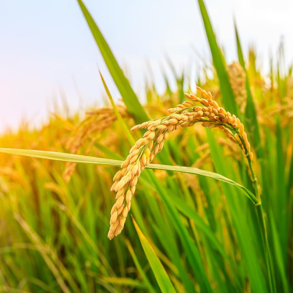 Kagayaki Select Rice | California White Short Grain | Koshihikari Variety | Kapika Processed | Ideal for Gourmet Cooking | Preferred by Professional Chefs | Famous for Delicious Flavor (4.4 lbs) - Mighty Depot