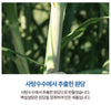 Korean Beksul Fine Quality Sugar 2.2lb 백설 설탕