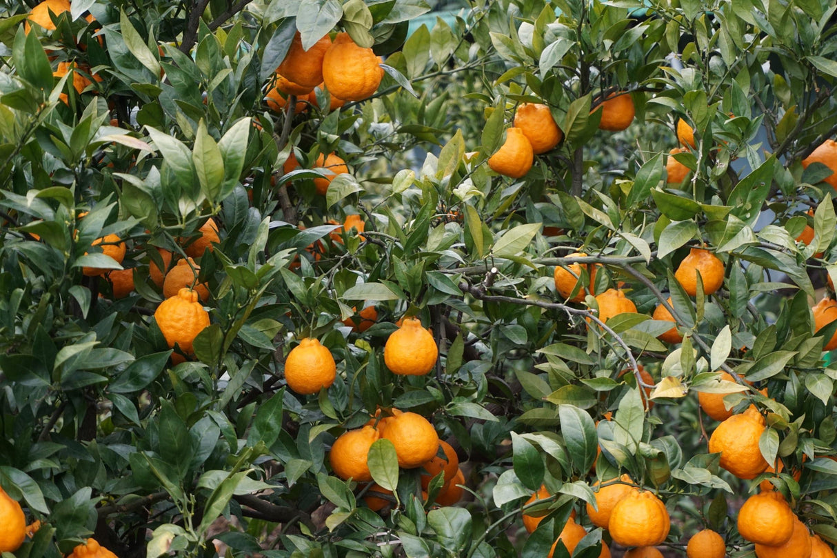 HAIO Jeju Hallabong Tea, Korean Tangerine Tea, 2.2 Pounds per Jar (1 kg), 1 Jar - Mighty Depot