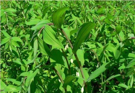 Dongsuh Solomon's Seal Tea Bag 72g(18 Tea Bags) - Mighty Depot