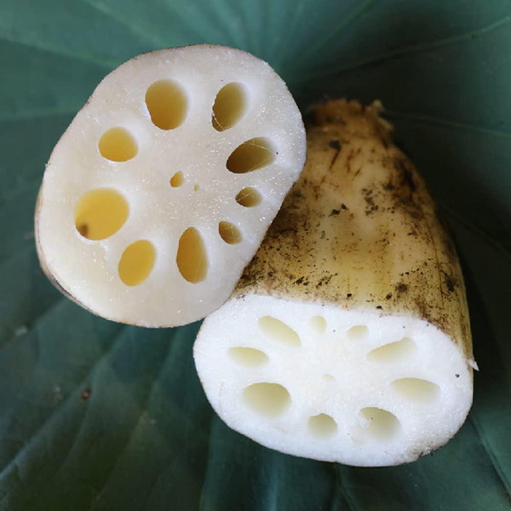 NAEMANGAETBEOL Powder (500) - Mighty Depot