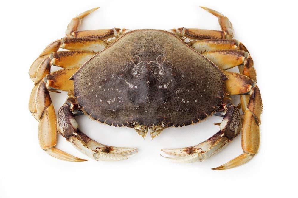 Live Dungeness Crab - Mighty Depot