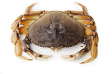 Live Dungeness Crab - Mighty Depot