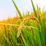 Kagayaki Select Rice | California White Short Grain | (15 lbs) - Mighty Depot